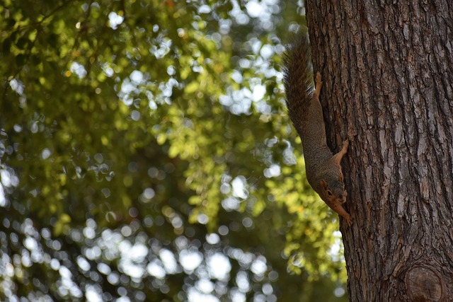 荣对于欧洲 荣对于欧洲